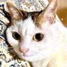ちくわ🍢🌙_Photo's profile picture
