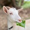 島めぇ島にゃん島ワンワン 的头像