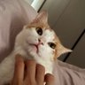 NellaDream 的头像