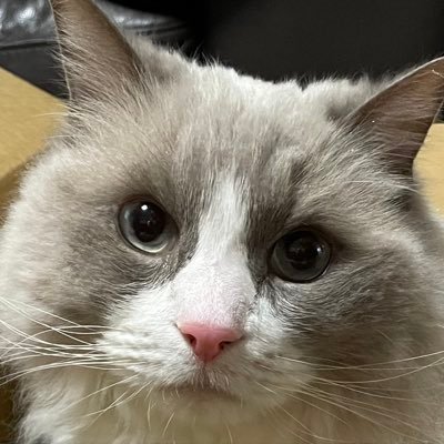 円城寺ゆうすけ's profile picture