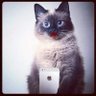 sho_shanna's profile picture