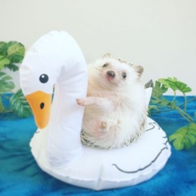 ✨🌌•Chiwii•🌌✨🦔🎄's profile picture