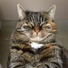 hotcat profil fotoğrafı