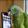 Фото профиля 生路のコーン(インコ)