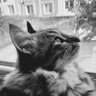 Фото профиля Jamshid Rahimi