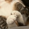 🐾Кошковные Лапки🐾's profile picture