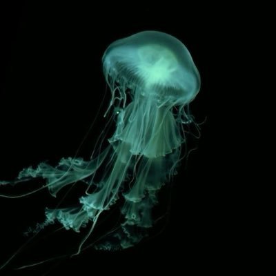 smokindeadcorps's profile picture