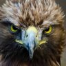 Profilbild von Baller