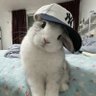 Profilbild von Koaly