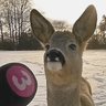 Profilbild von The Sheep