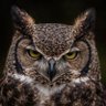 Owl🦉 的头像