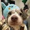 Jun xi profil fotoğrafı