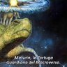 Maturin El tortugon's profile picture