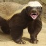 Neutral_Citizen's profile picture