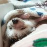 Profilbild von hedge.