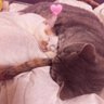 猫愛好家 的头像