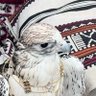 كانت اديم .'s profile picture