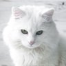 Omid's profile picture