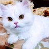 Mahmoud2020fh@gmail.com's profile picture