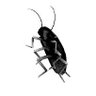 redmapleleaf profil fotoğrafı