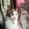 mochii profil fotoğrafı