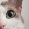 نیا profil fotoğrafı