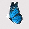 Bluebutterfly 的头像