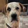 Seamus The Dog's profile picture