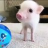 Pigboy!'s profile picture