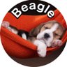 Фото профиля Beagle