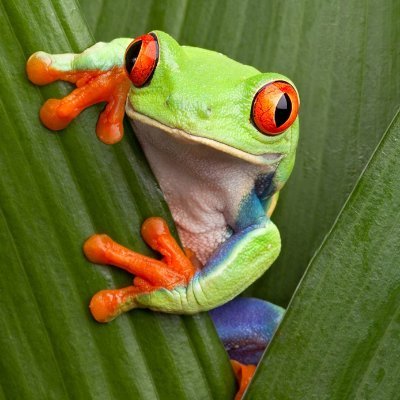 SaintKeeks1's profile picture