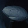 400 year old Greenland Shark 的头像
