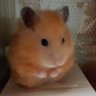 ももちゃん日記's profile picture
