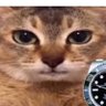 Profilbild von OpticalRetard