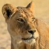 Jacqueline Watkins “Lioness” profil fotoğrafı