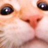 wirgil profil fotoğrafı