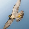Falcon profil fotoğrafı
