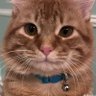 고양이 profil fotoğrafı
