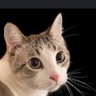 The Anchor's profile picture