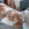 boredbunny's profile picture