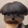 SpyBird's profile picture