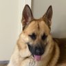 Profilbild von Hatchi’s Mom