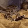 GiGi 🐱🌻 profil fotoğrafı