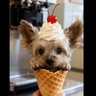 つくたん🍦 的头像