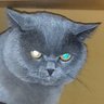Ekran Marack's profile picture