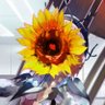 Profilbild von Silver