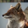 虎すこ's profile picture