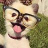 Woof Woof 🐾 profil fotoğrafı