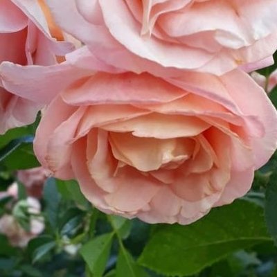 Elżbieta drugie konto od 4 lutego 2026r.'s profile picture