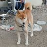 Фото профиля からだいこん